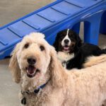 Keeping Your Canine Happy and Healthy All Summer Long