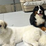 No Kennels, No Limits: How Carver Canines Redefined Dog Boarding