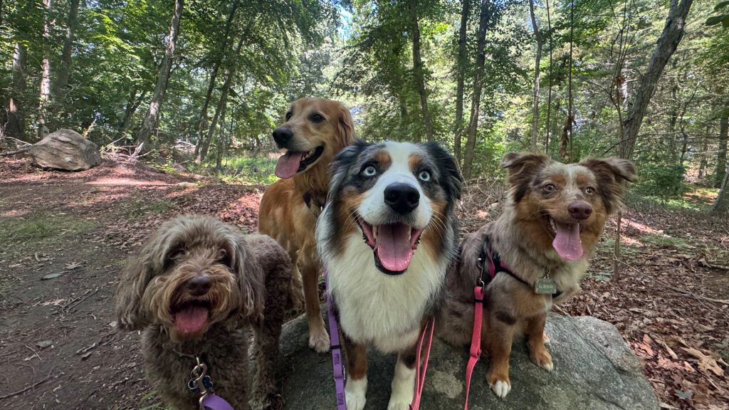 Dog Talk From An Expert: Your Dog Is Not Being Difficult. Your Dog Is Bored.