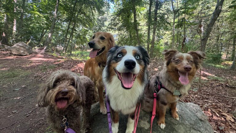 Dog Talk From An Expert: Your Dog Is Not Being Difficult. Your Dog Is Bored.