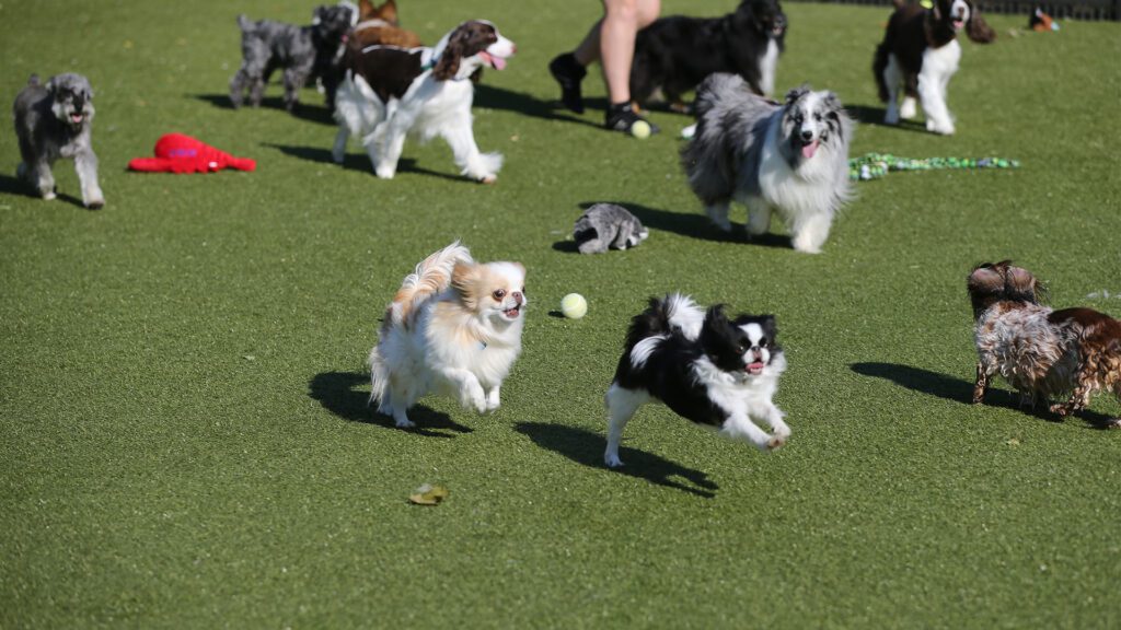 Top Dog Tips For Socialization
