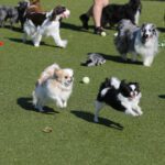Top Dog Tips For Socialization