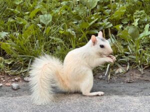 Fisher Realty white albino squirrel