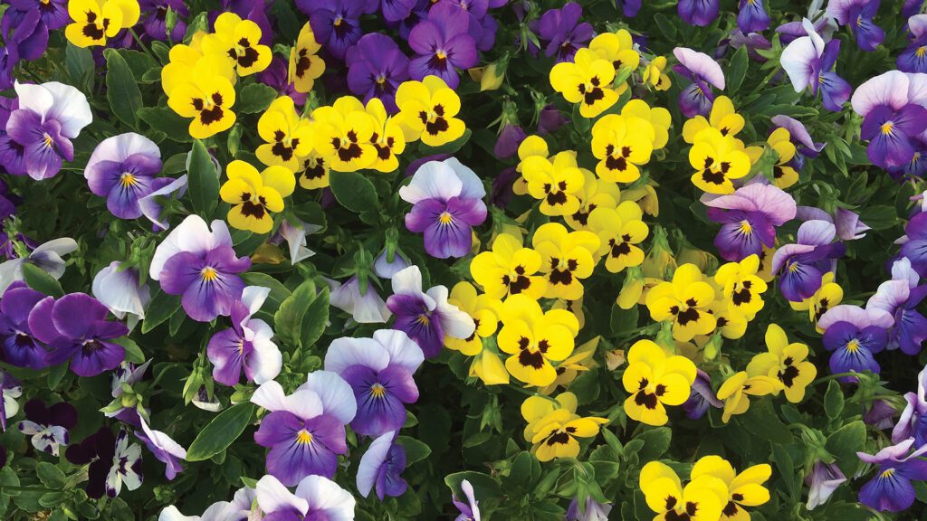 Fall is Closer Than You Think: What to Plant Now for a Beautiful Autumn Garden