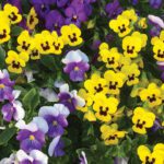 Fall is Closer Than You Think: What to Plant Now for a Beautiful Autumn Garden