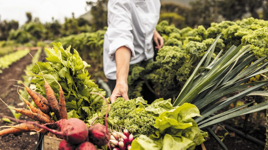 Grow What You Love: Fresh herbs, fall vegetables, and everything you need to harvest from your own backyard
