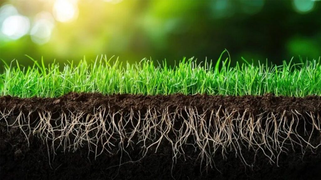 September: The Perfect Time to Revitalize Your Lawn