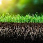 September: The Perfect Time to Revitalize Your Lawn