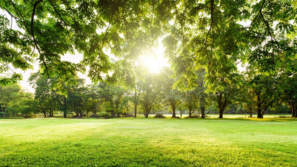Don’t Let Your Lawn Check Out Before Summer Does: Late-Summer Care for Lasting Green