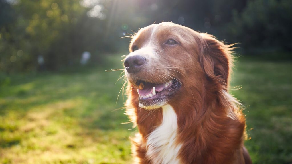 Summer Dangers: Protect Your Pet in the Summer Heat