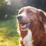 Summer Dangers: Protect Your Pet in the Summer Heat