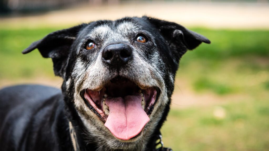 Senior Pets: Thriving Through Their Golden Years