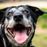 Senior Pets: Thriving Through Their Golden Years