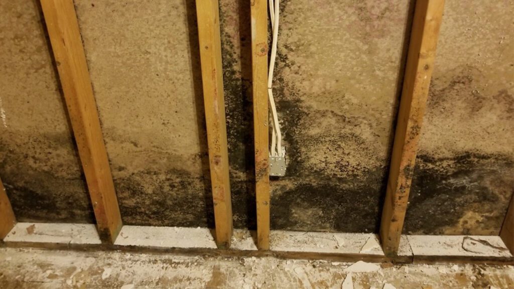 What’s That Smell? Dealing With Mold in Your Home