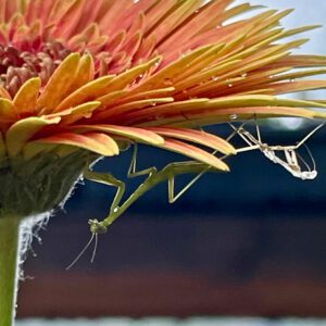 Eagle House Botanicals mantis molt
