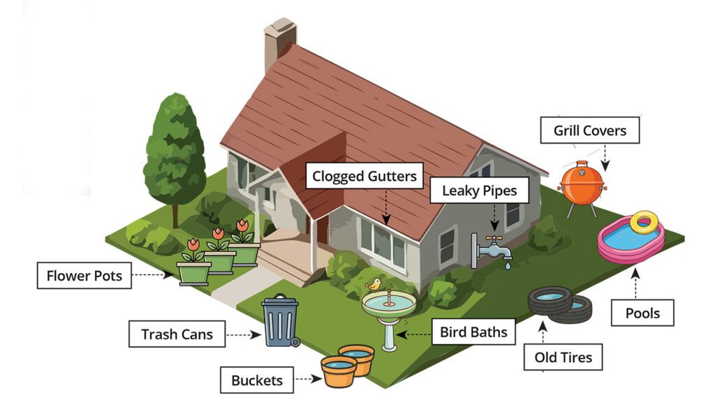 Mosquito breeding sites graphic Patriot Pest Solutions