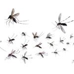 Five Summer Pests Every Wise County Homeowner Should Watch For: And How to Resolve Them