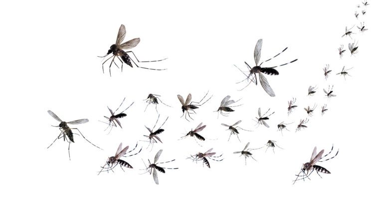 When Does Mosquito Season Start and End in Franklin and Cumberland Counties?