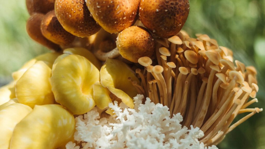 Fungi at Your Door: The Quiet Science Behind Bear Valley Mushroom’s Harvest