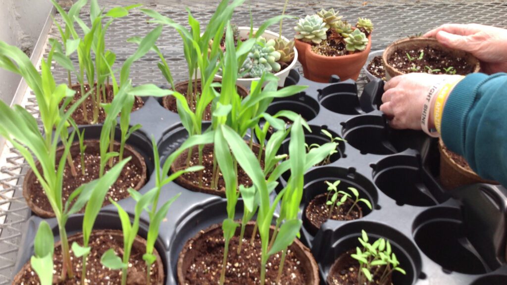 Growing Something Beautiful: The Story of Harvesting Abilities