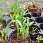Growing Something Beautiful: The Story of Harvesting Abilities