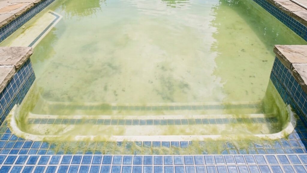 Crystal Clear Doesn’t Always Mean Clean: The Hidden Truth About Pool Algae