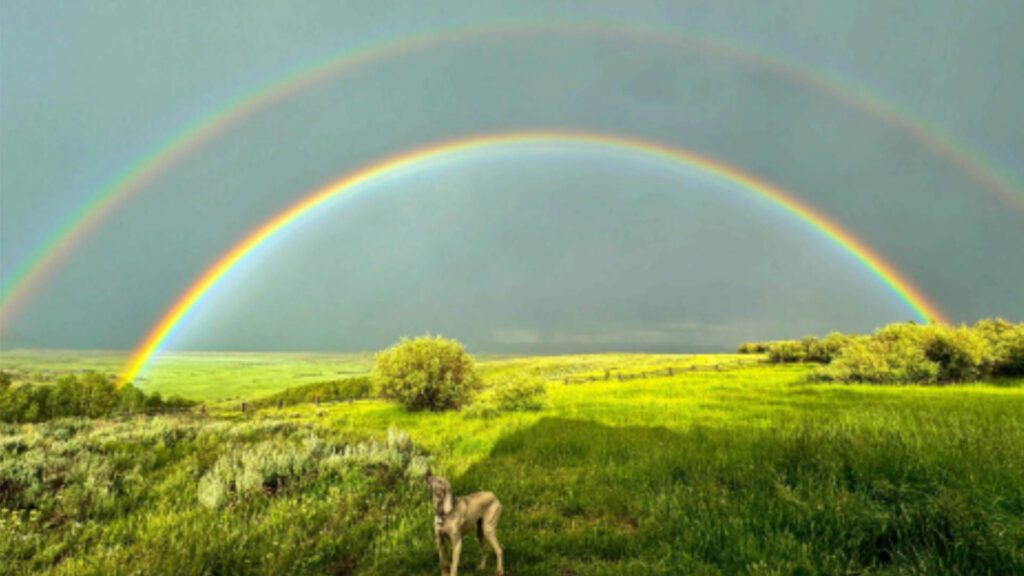 Living Well, Growing Old: What Our Senior Pets Can Teach Us