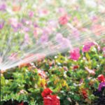 Beat the Heat: Smart Watering and Drought-Tolerant Landscaping for Northern Kentucky