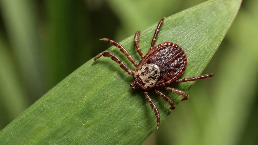 Could a Tick Bite Make You Allergic to Red Meat?