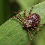 Could a Tick Bite Make You Allergic to Red Meat?
