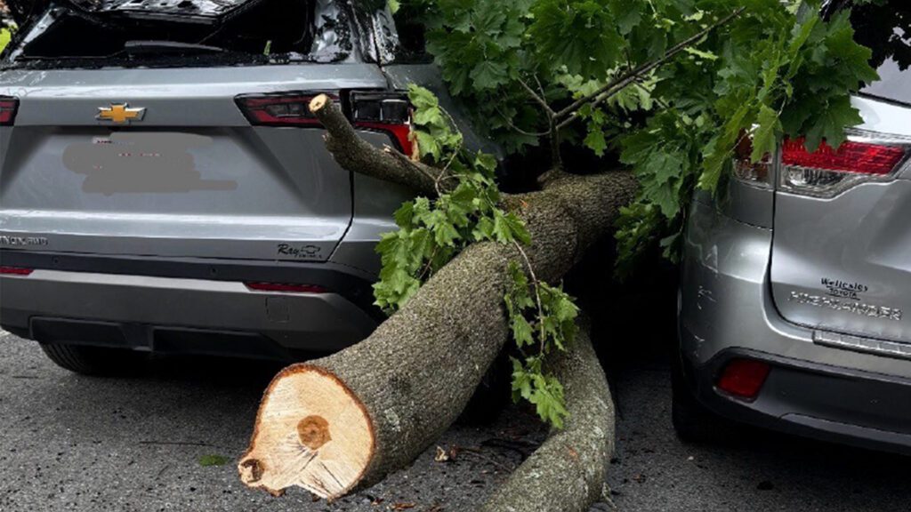 A Few Safe Tree Tips for Homeowners