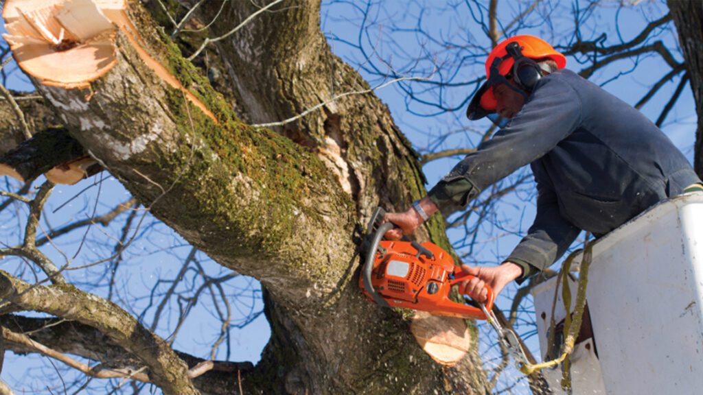 Nature’s Welcome Mat: A September Tree Care Guide