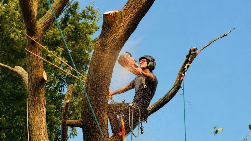 What Your Trees Are Trying to Tell You Before Hurricane Season Peaks