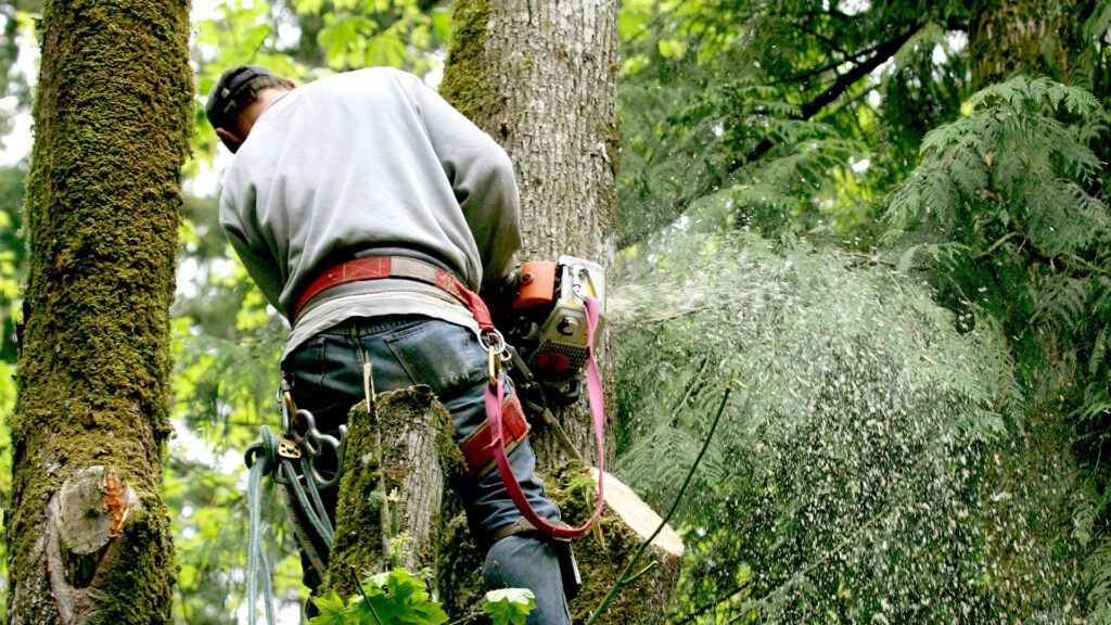 Summer Tree Care in Jonesboro: Keeping Your Canopy Healthy and Strong