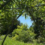 Living Willow Structures: Architectural Art