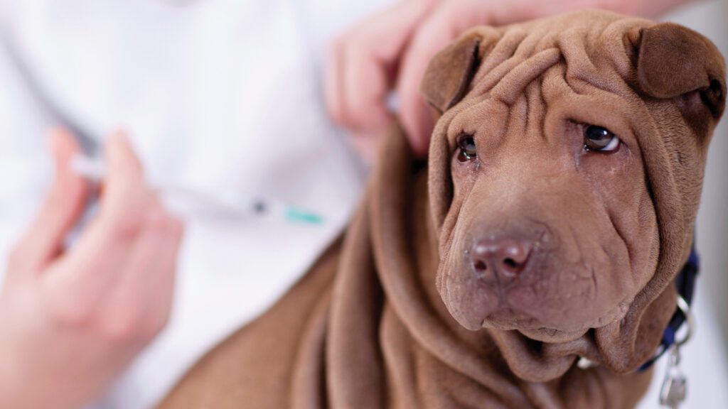 10 Ways to Save Money at the Vet