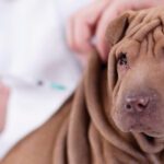10 Ways to Save Money at the Vet
