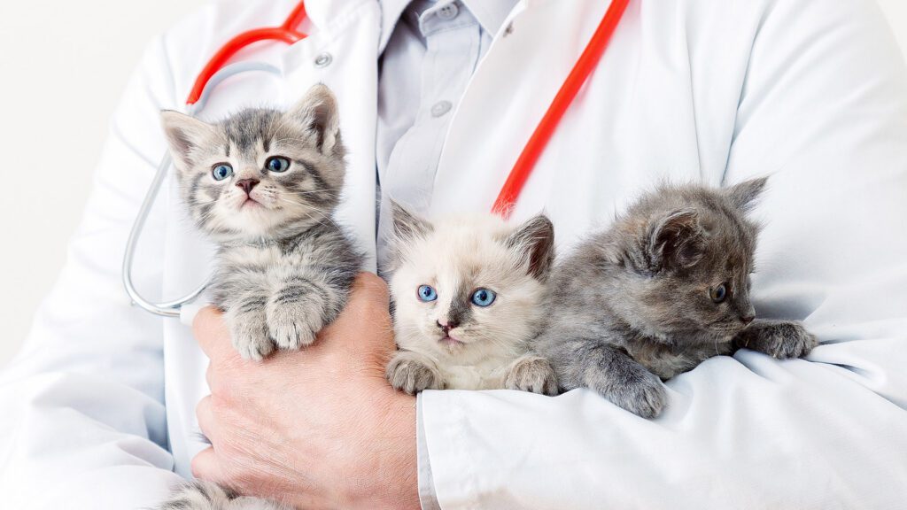 Making the Most of Your Veterinary Visit