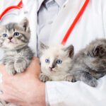 Making the Most of Your Veterinary Visit