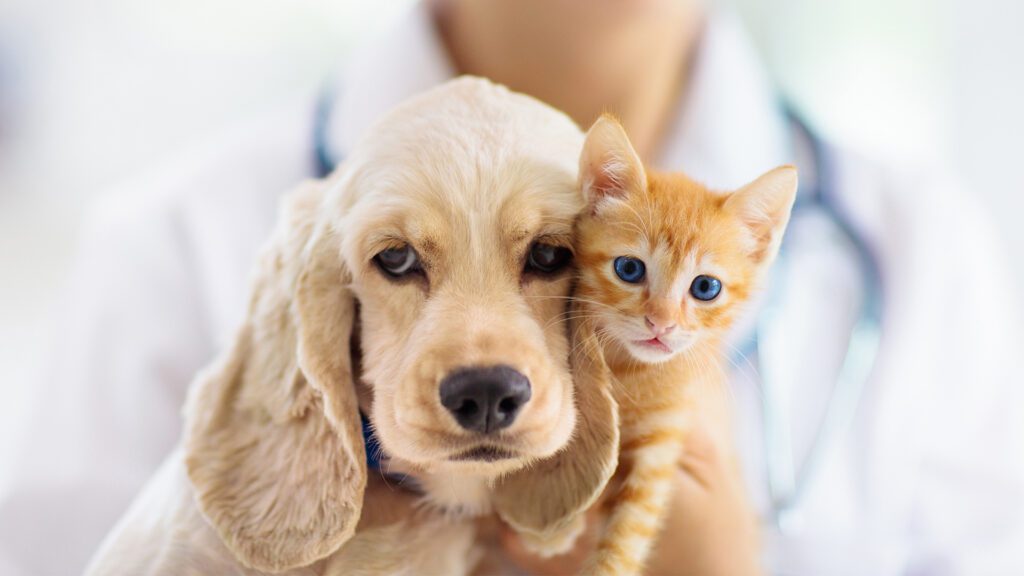 Vaccines Save Lives: What Every Pet Owner Should Know