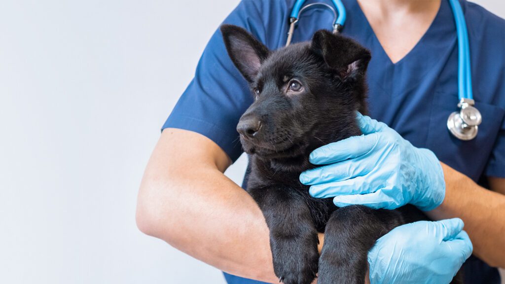 Who Benefits From Purchasing Products From a Veterinary Clinic vs. an Online Pharmacy?