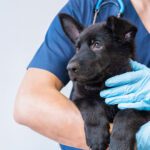 Who Benefits From Purchasing Products From a Veterinary Clinic vs. an Online Pharmacy?