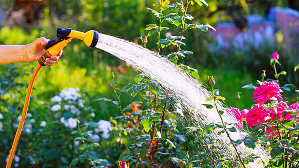 The Dog Days of Summer: Properly Irrigating Gardens and Lawns