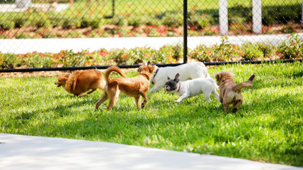 The Urban Jungle: Hidden Dangers in Florida’s Backyards