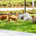 The Urban Jungle: Hidden Dangers in Florida’s Backyards