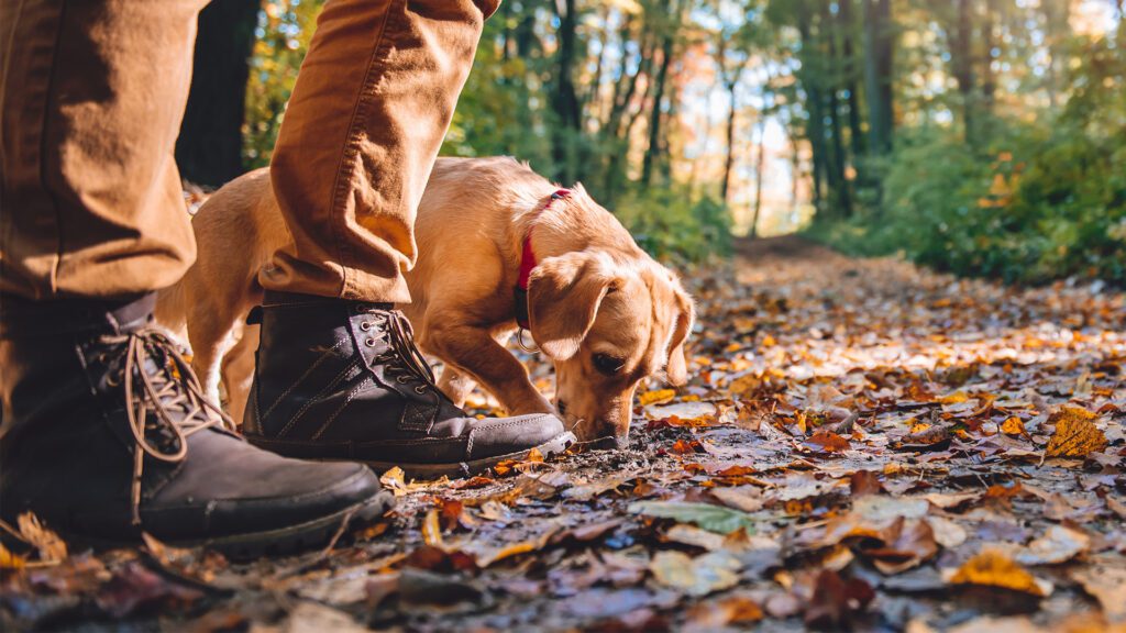 What Should Dog Owners Focus on This September?