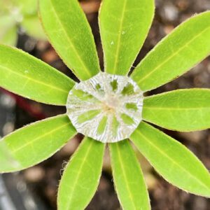 Eagle House Botanicals rain drop flower