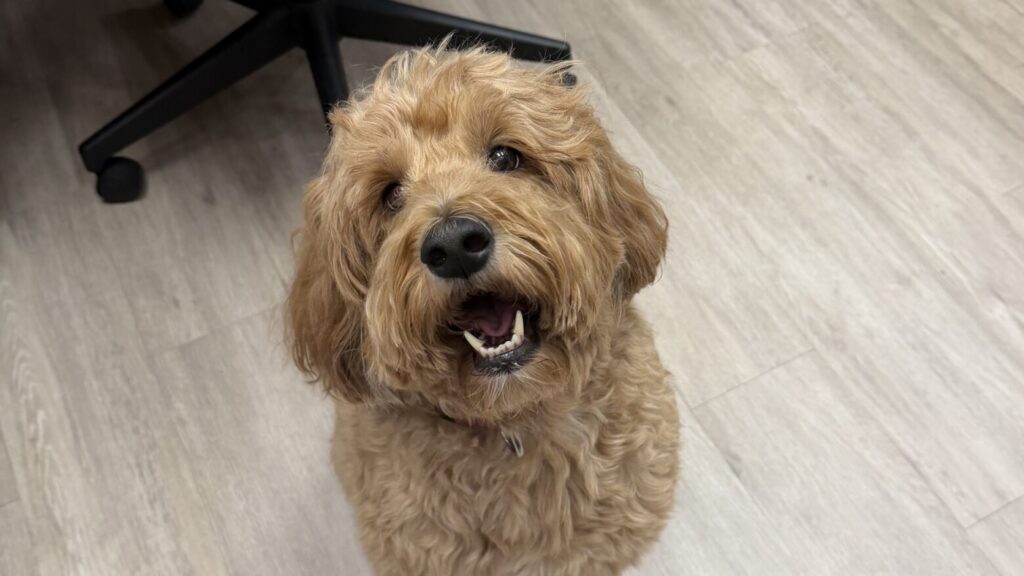 Scout: The Four-Legged Heart of Miller Dentistry
