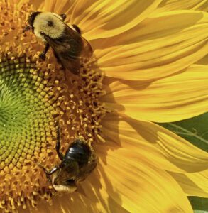 Eagle House Botanicals bumble bees on flower