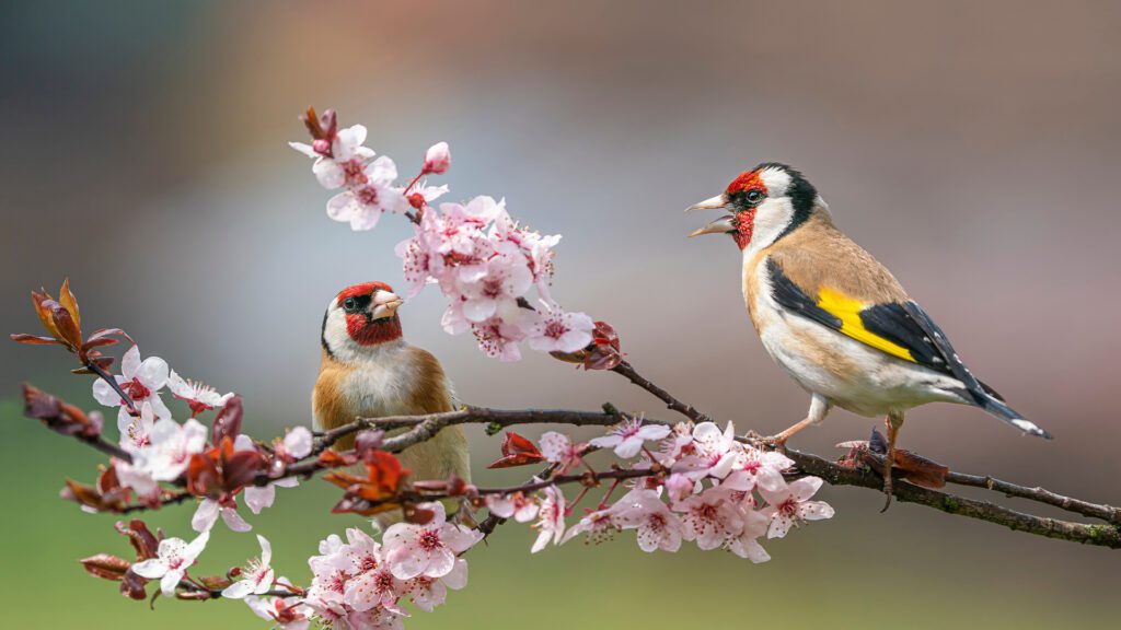 Bring in the Birds: The Best Plants to Attract Native Songbirds
